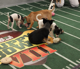 Puppy Bowl players in action Puppy Bowl players in action